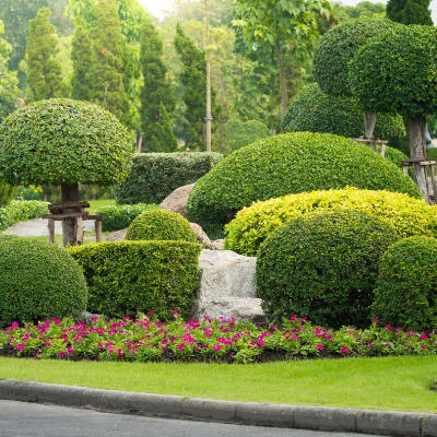 hedge and shrub pruning